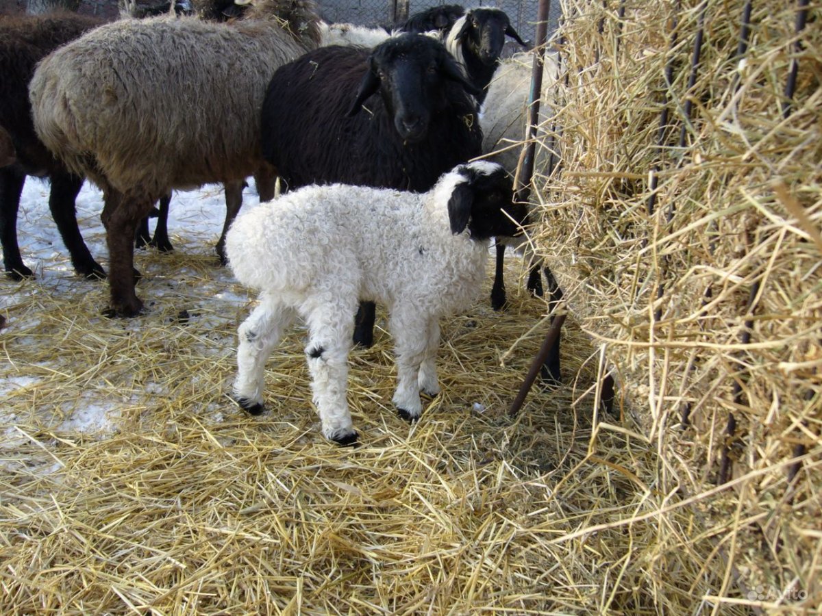 Порода калмыкских Баранов