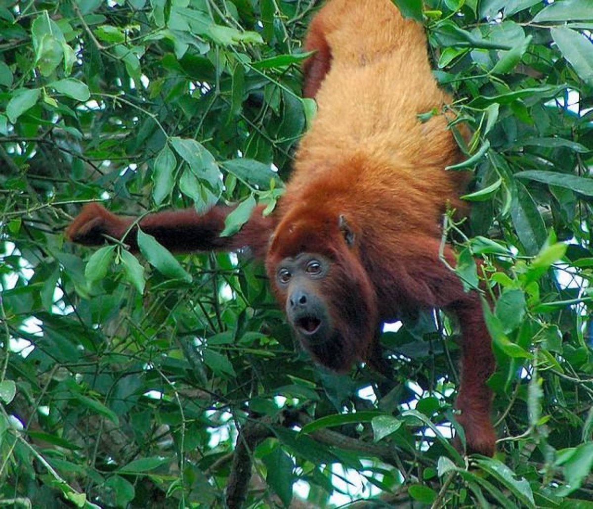 Обезьяна Ревун в Мексике