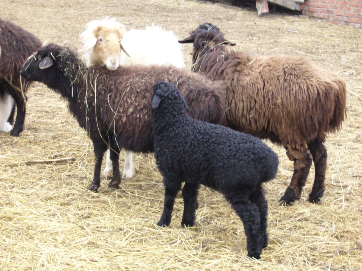 Породы Баранов курдючные