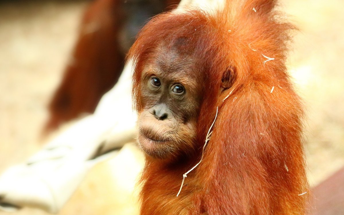 Рыжая обезьяна