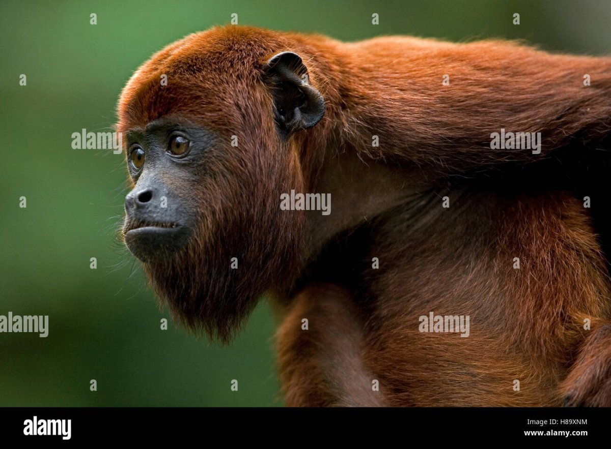 Бурый Ревун