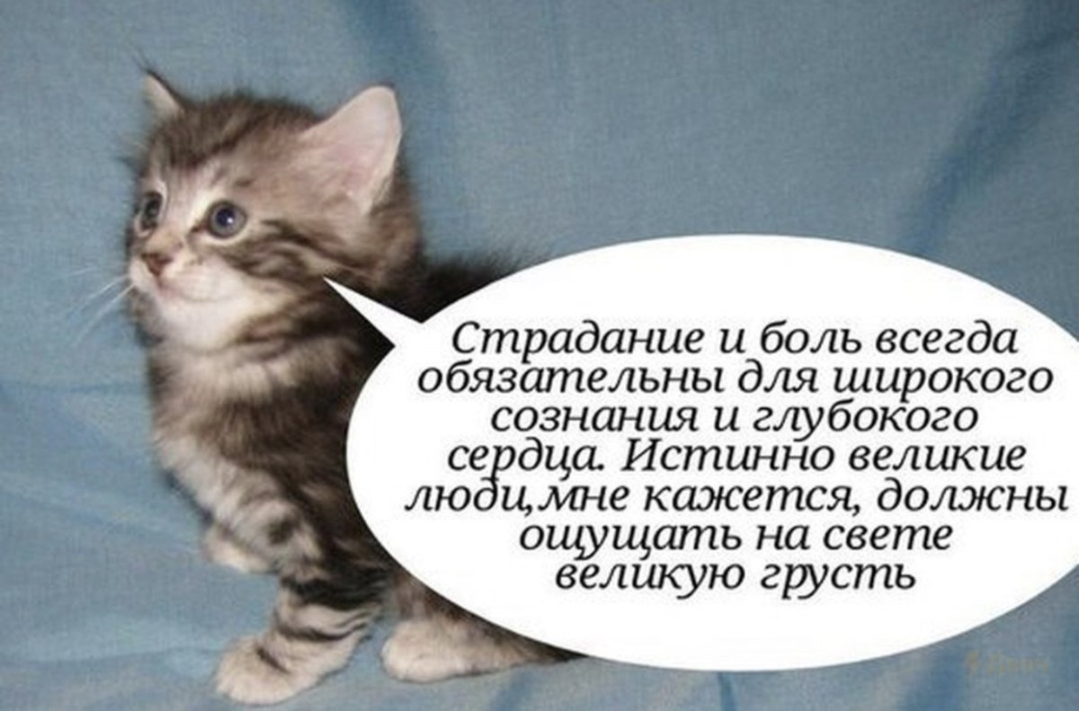 Прости что я тупой как сапожок кот