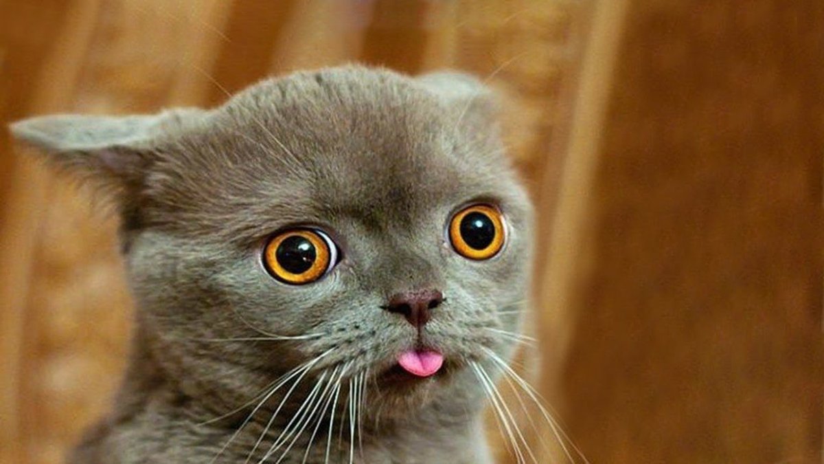 Пикчи с котиками для важных переговоров