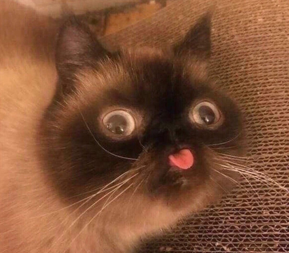 Рыжий кот улыбается