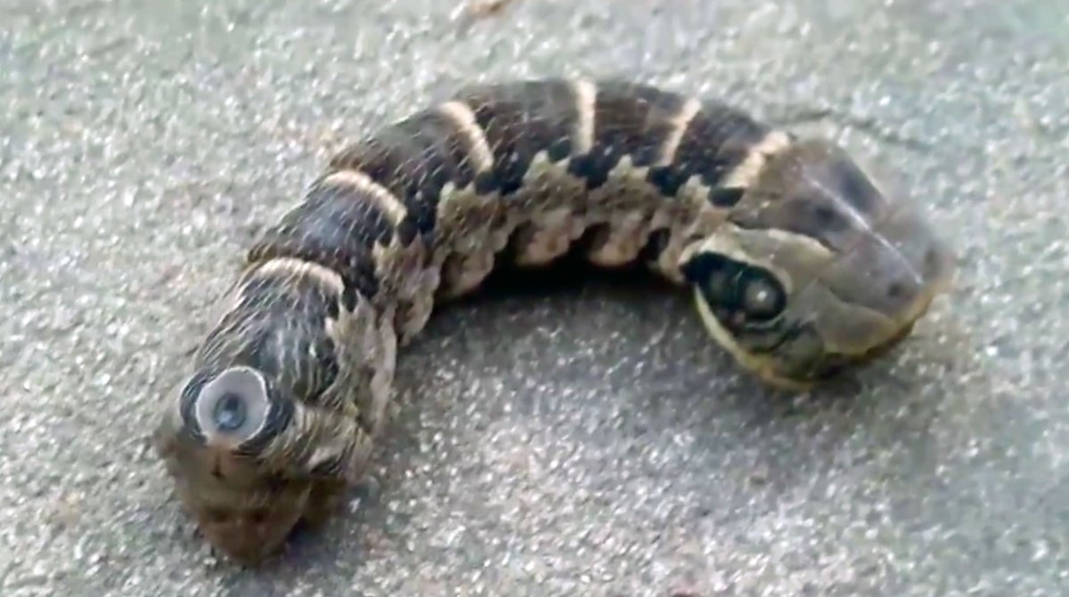 Змея с раздувающимся хвостом