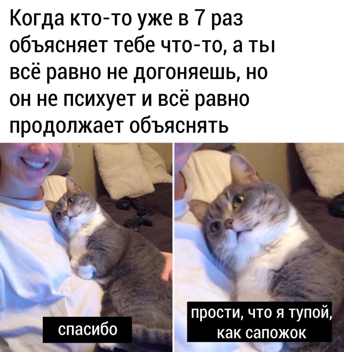 Удивленный взгляд кота