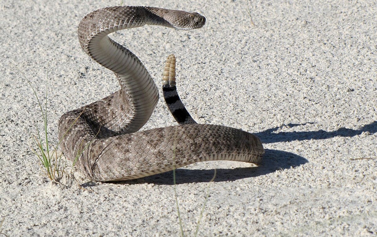 Кобра гремучая змея гадюка