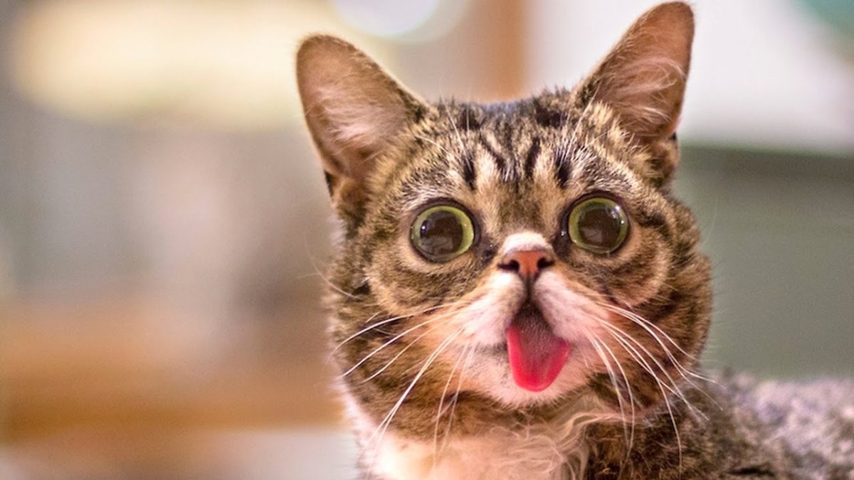 Удивленные котики