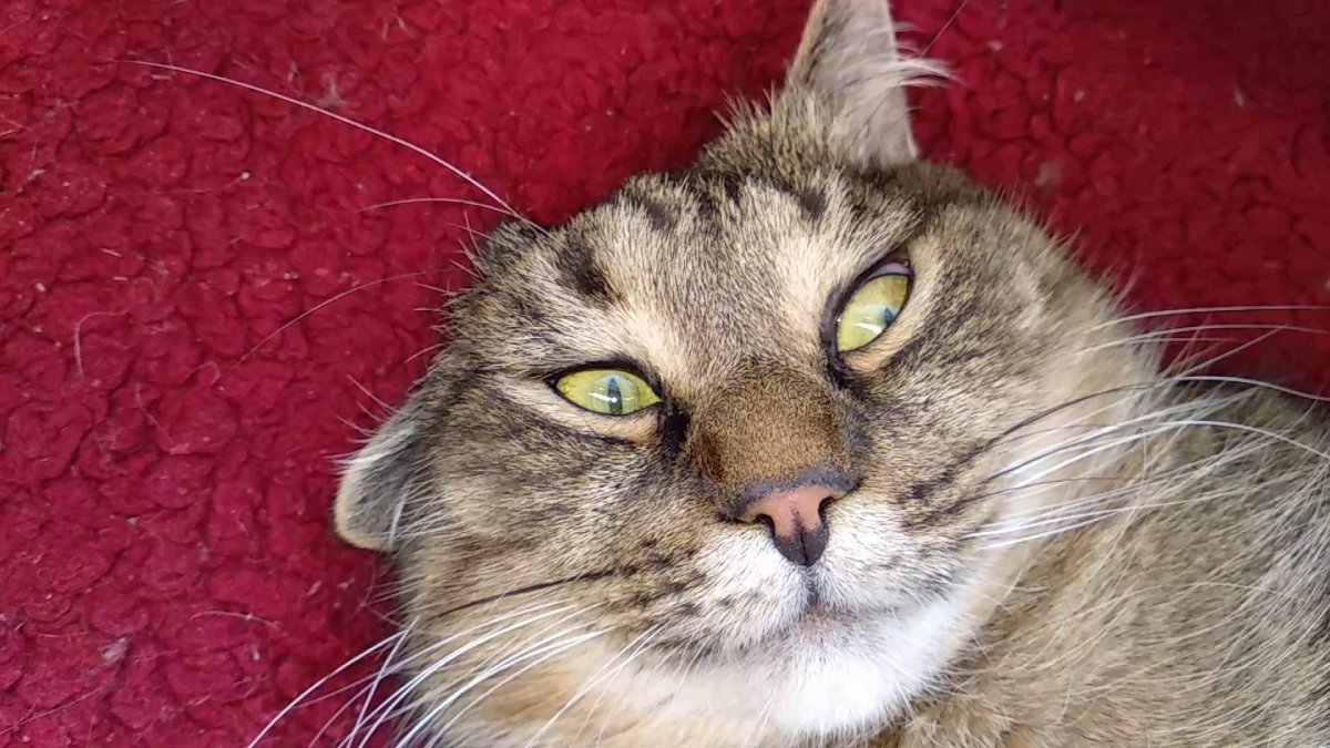 Нормальных котов