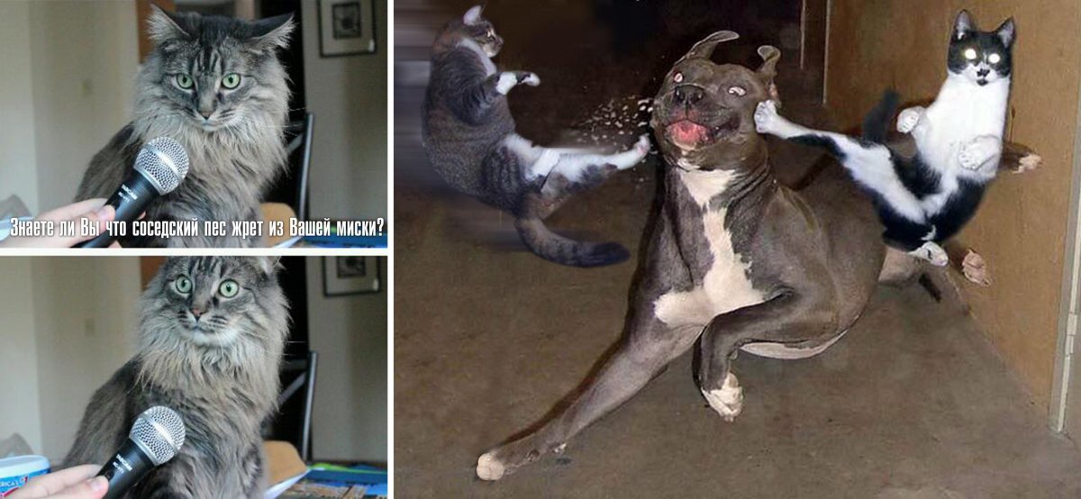 Кот с глазами в разные стороны