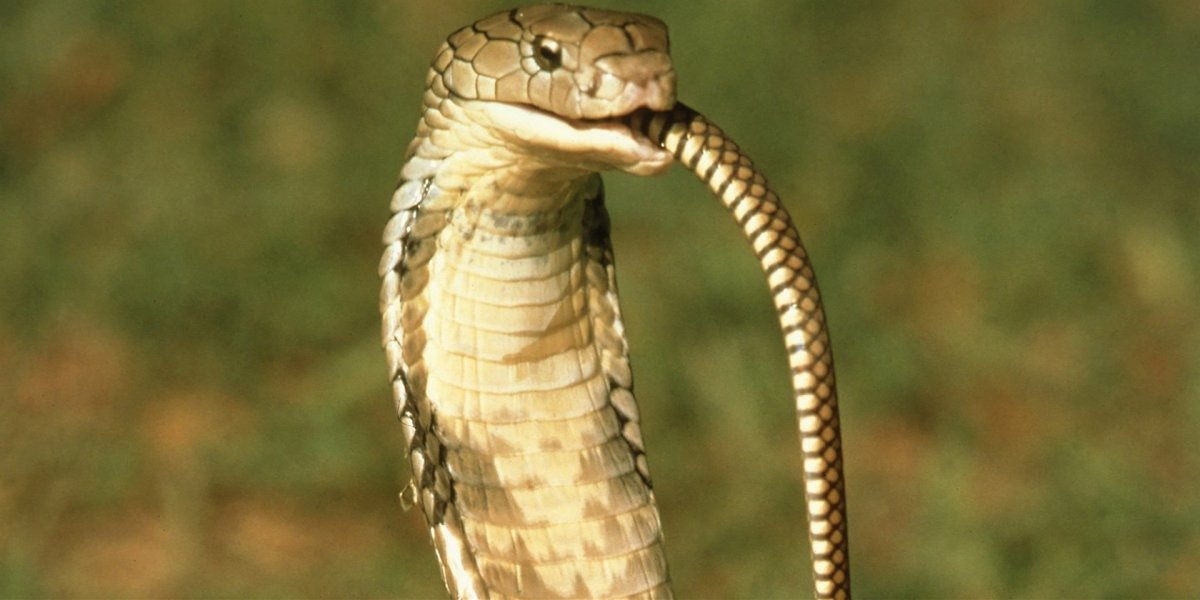 Королевская Кобра ест змей