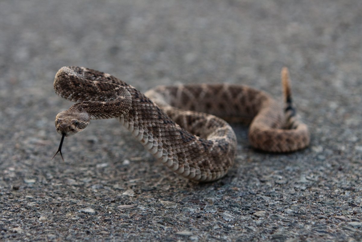 Гремучая змея хвост
