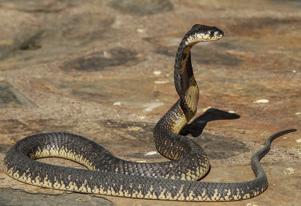 Кобра Гранжи