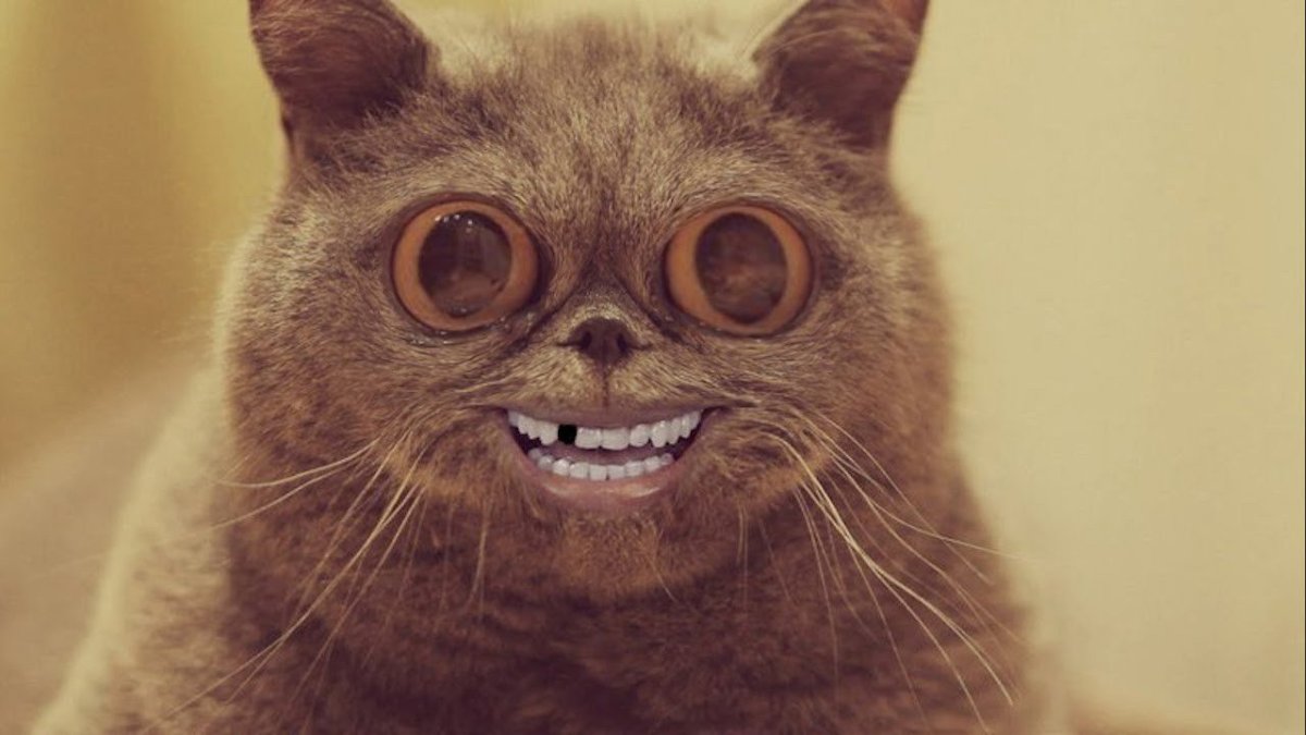 Обкуренный кот