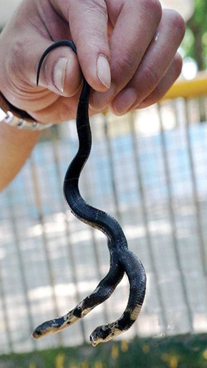 Трехголовая Кобра