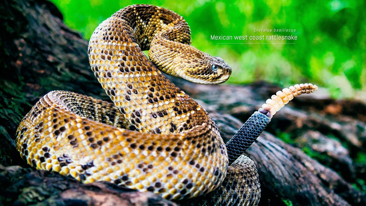 Полосатый гремучник