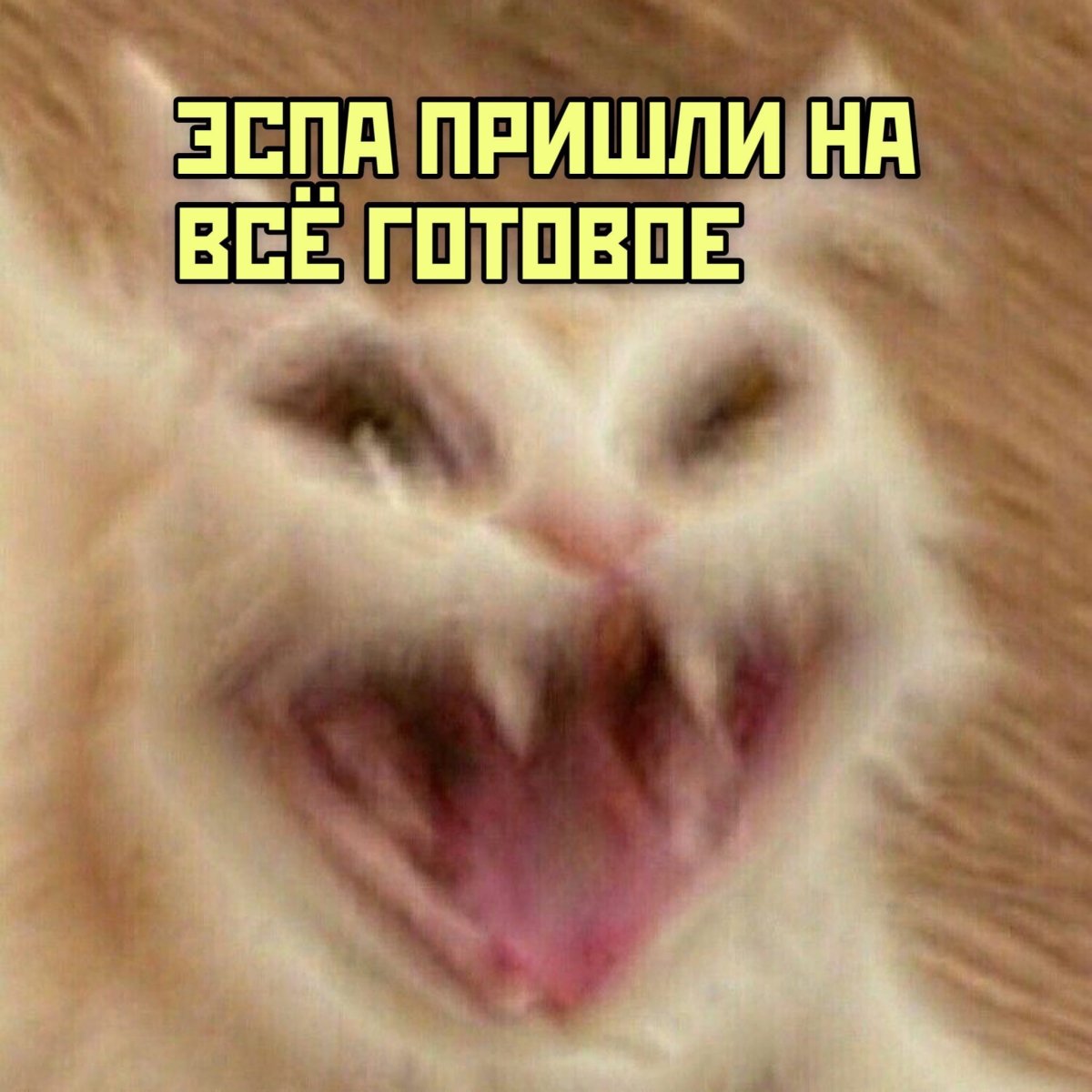 Тупые мемы с котами