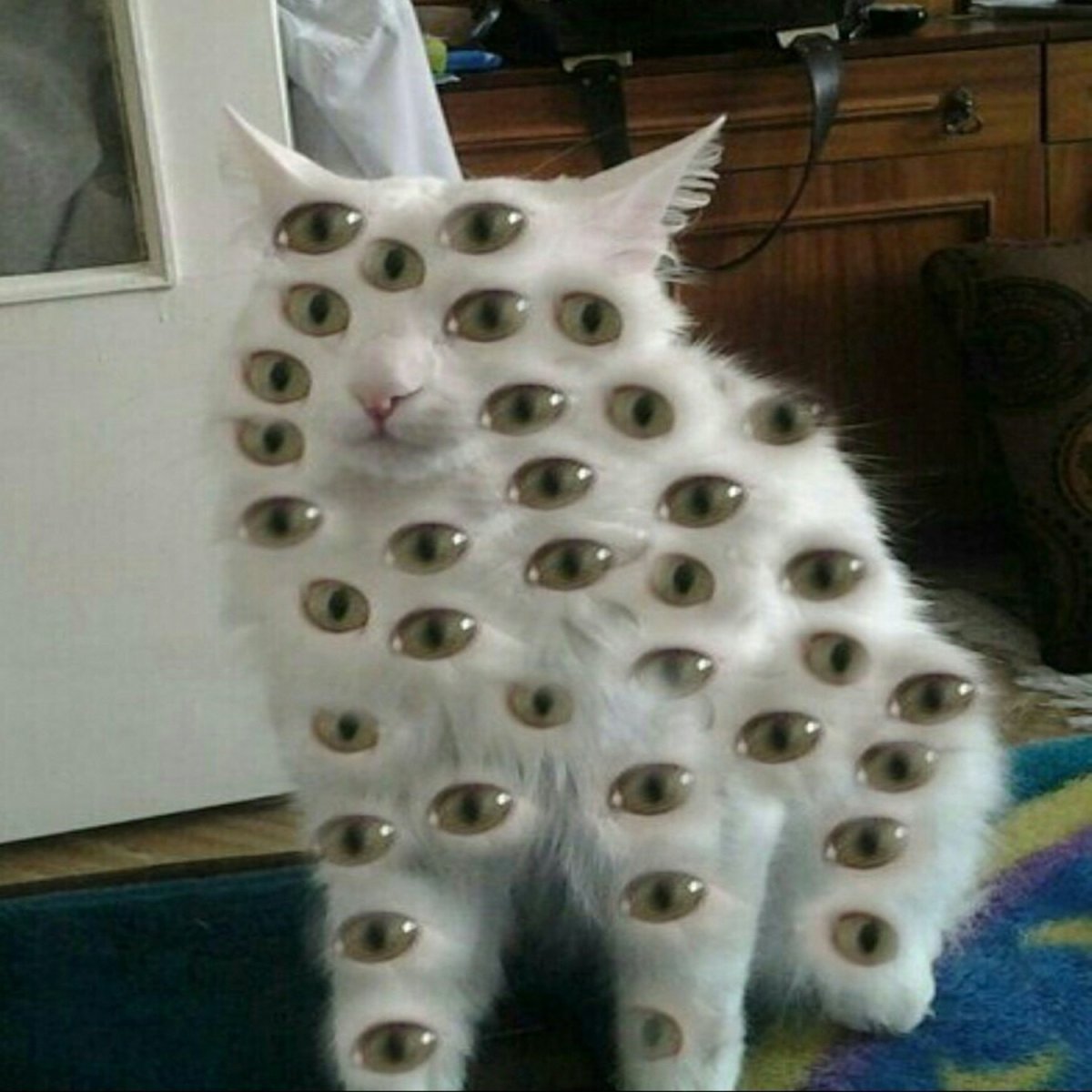 Котик с выпученными глазами