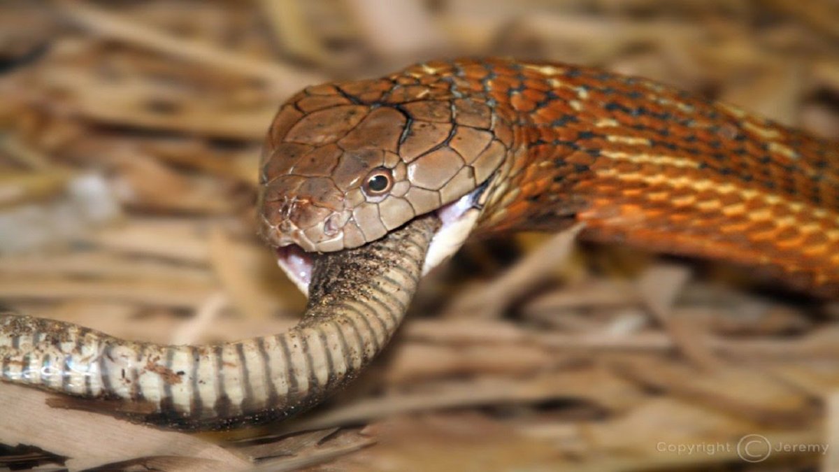 Ядовитая змея Королевская Кобра