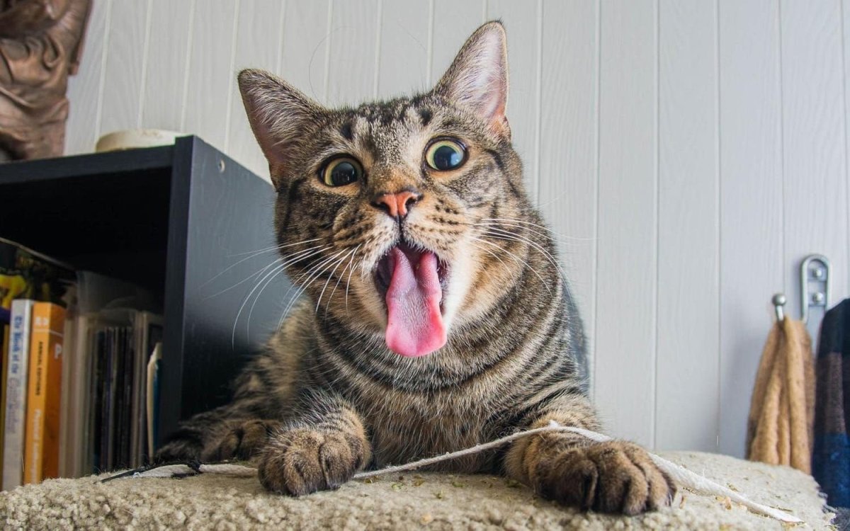 Коты со смешными мордами