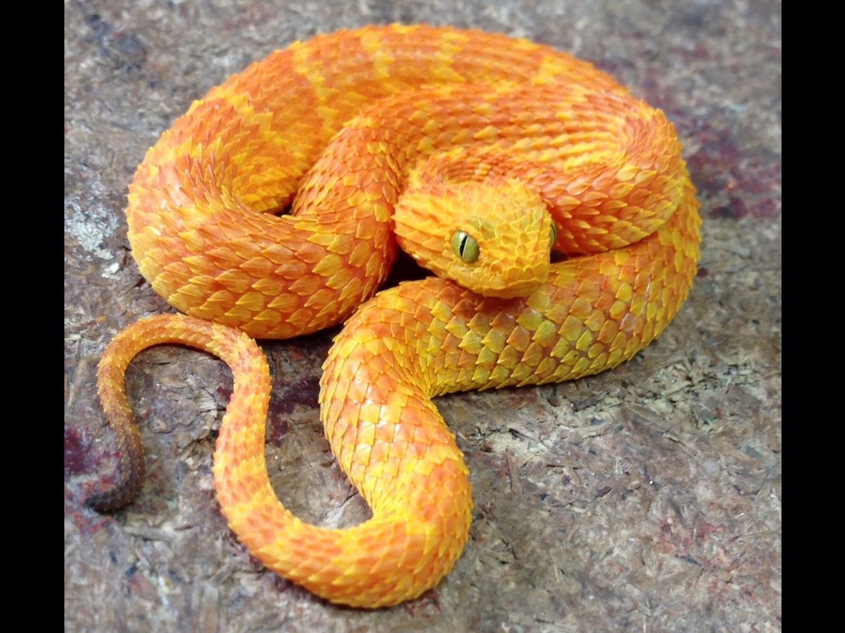 АТЕРИС змея