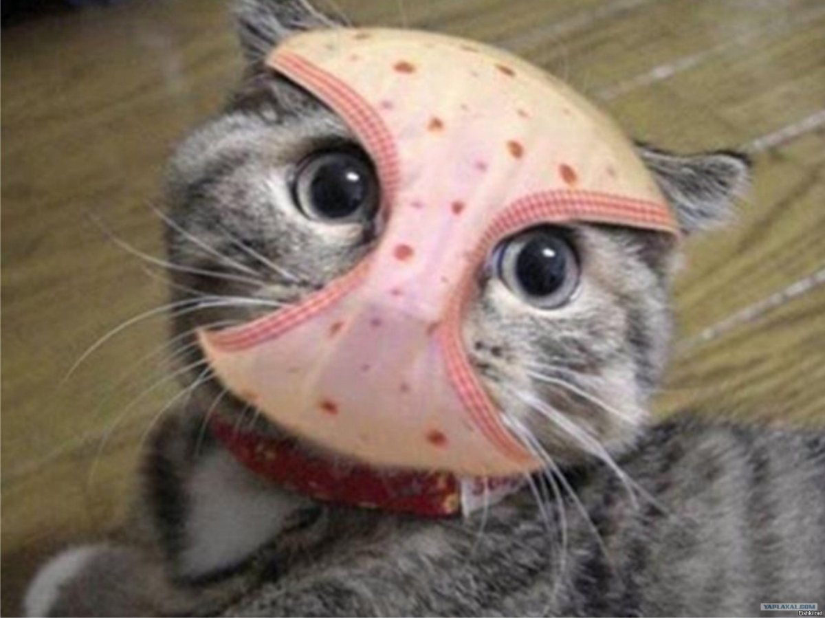 Персидская шиншилла Вилфред