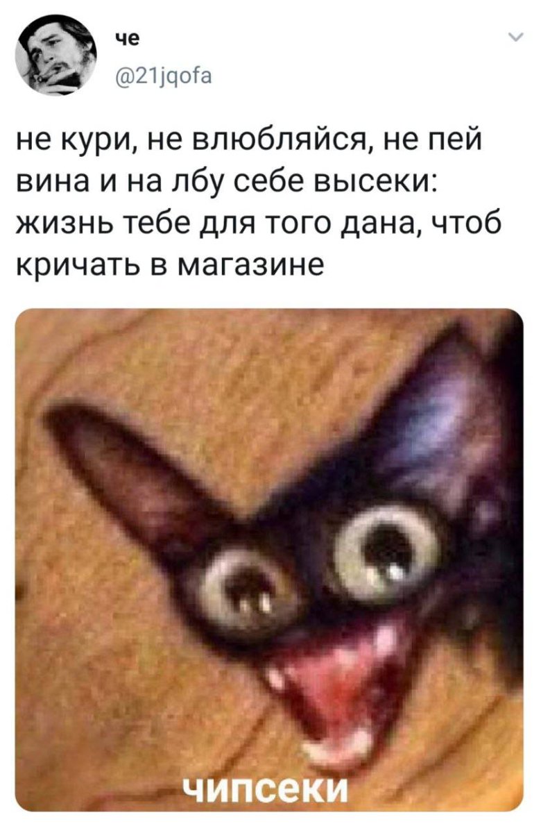 Кот улыбается с зубами