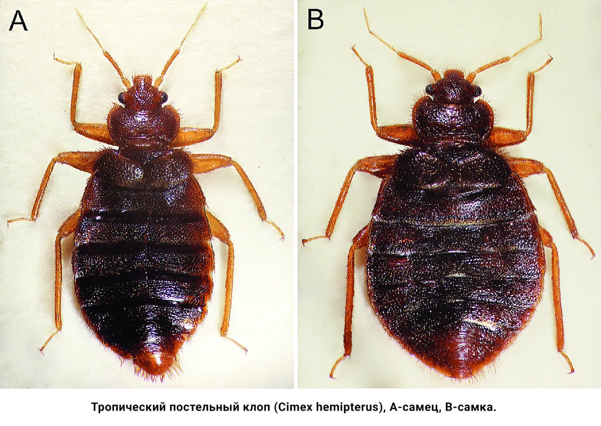Постельный клоп Cimex lectularius (личинки, нимфы)