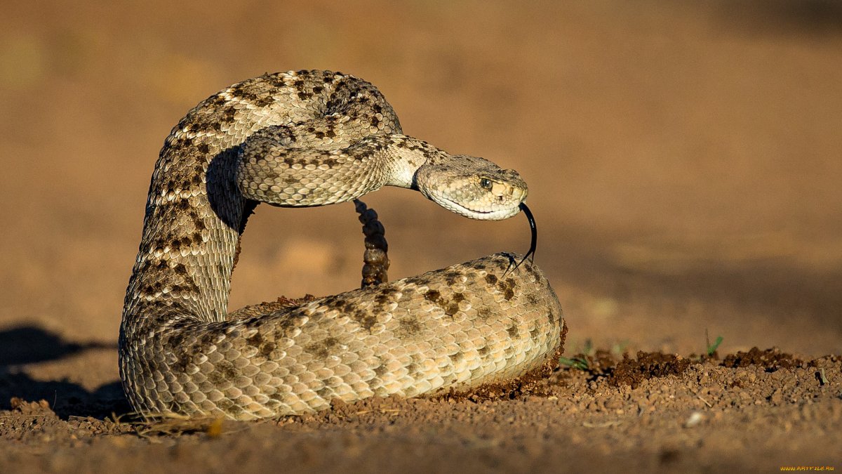 Техасский гремучник