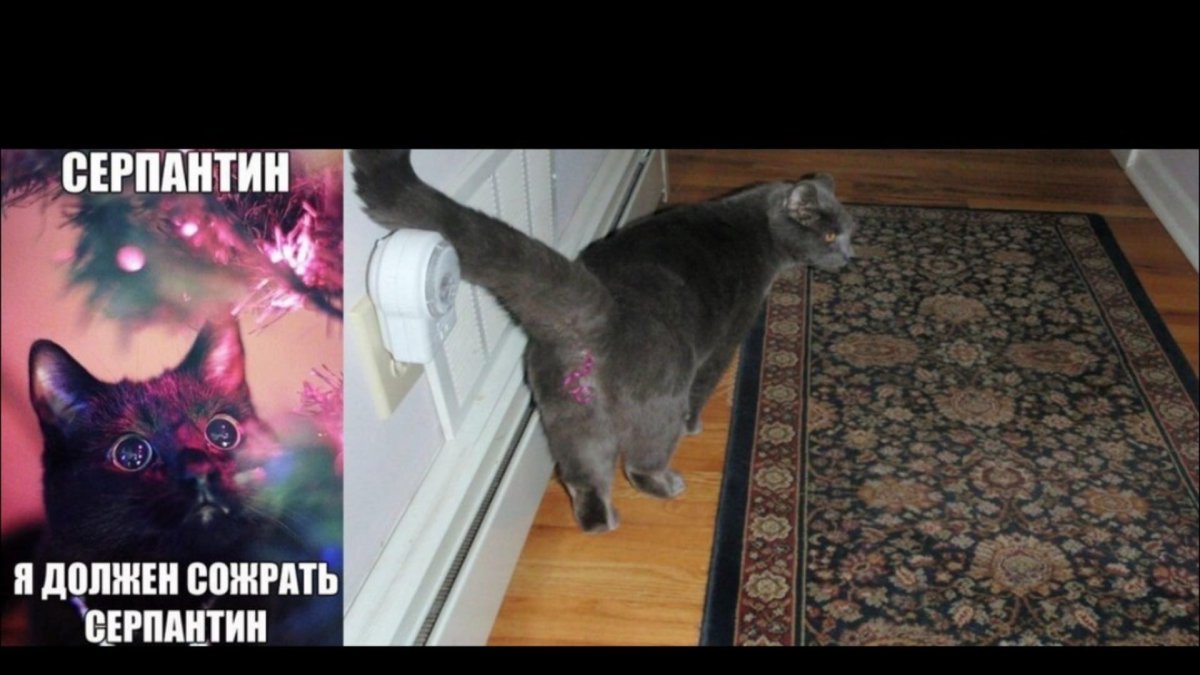 Самые смешные коты