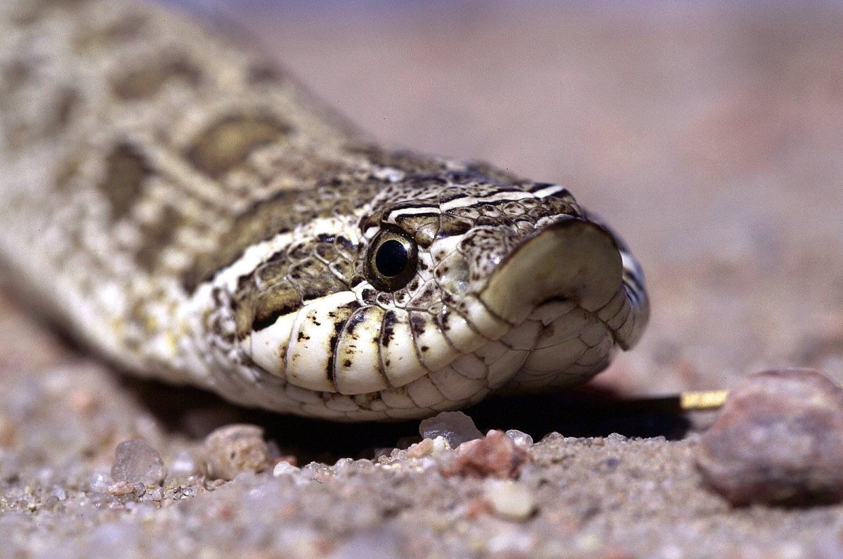 Hognose змея