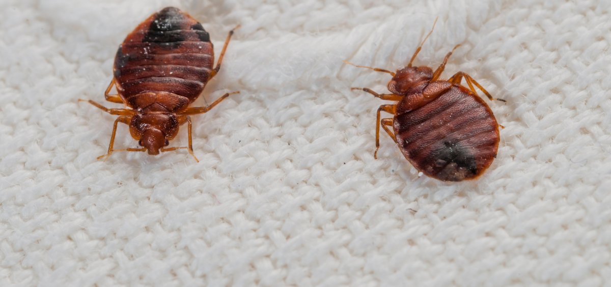 Овальные клопы маленькие