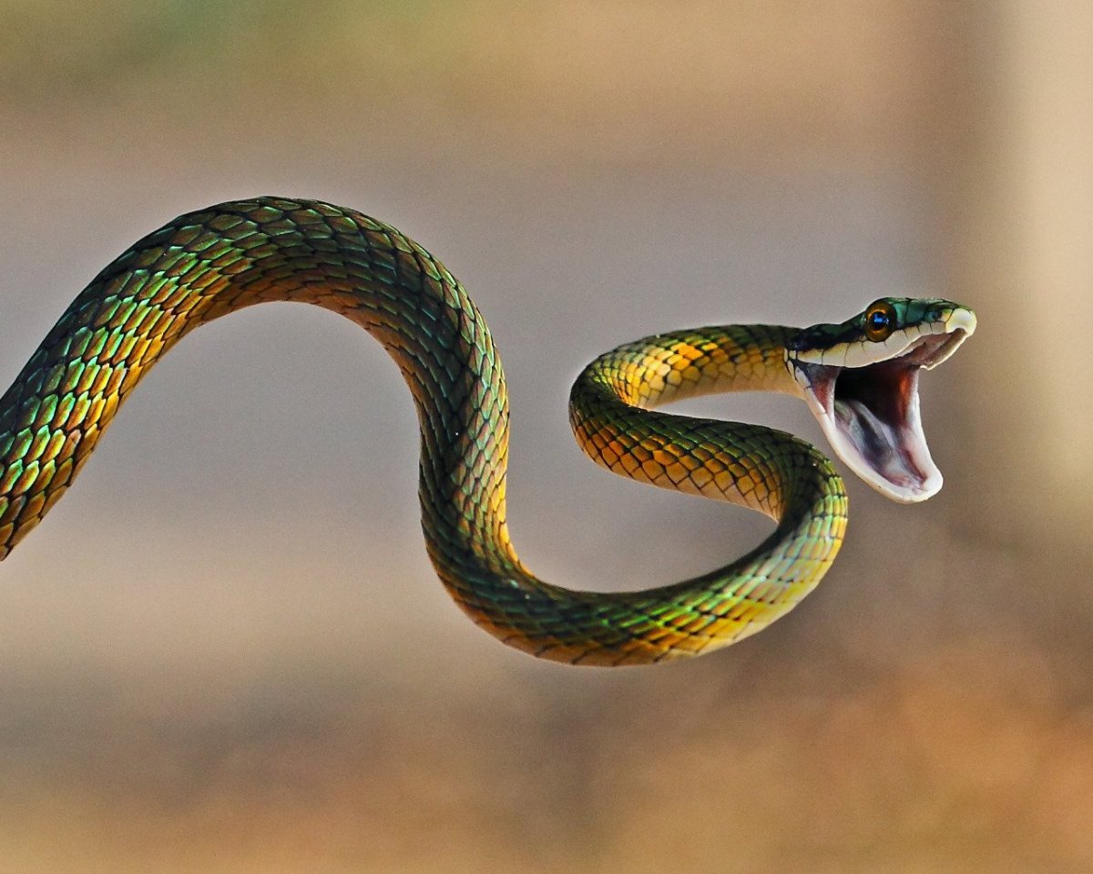 Шипящая змея