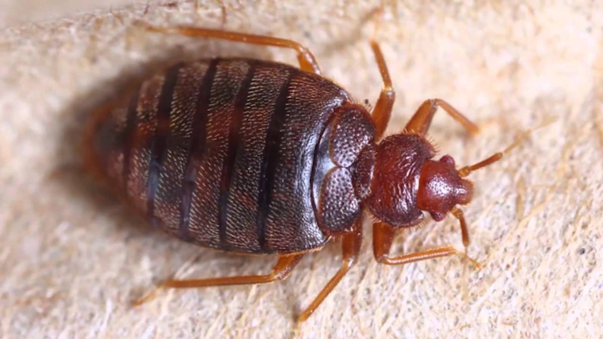 Постельный клоп кровососущий