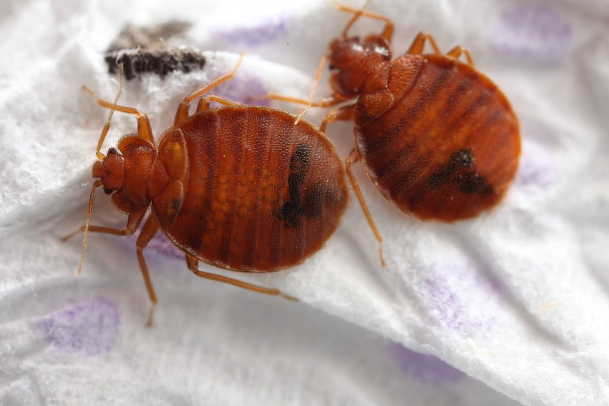 Жук клоп квартирный