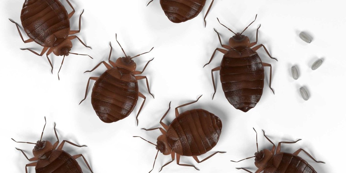 Постельные клопы африканские