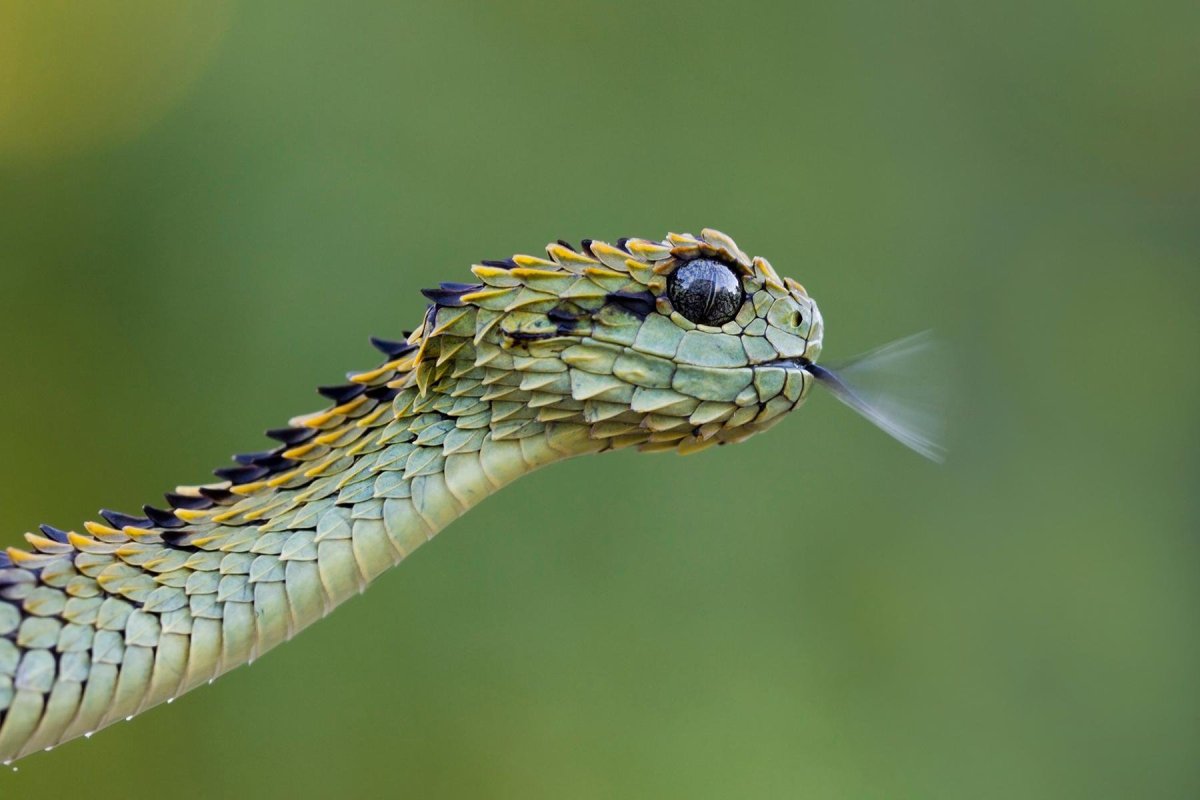 Кустарниковая гадюка (Atheris