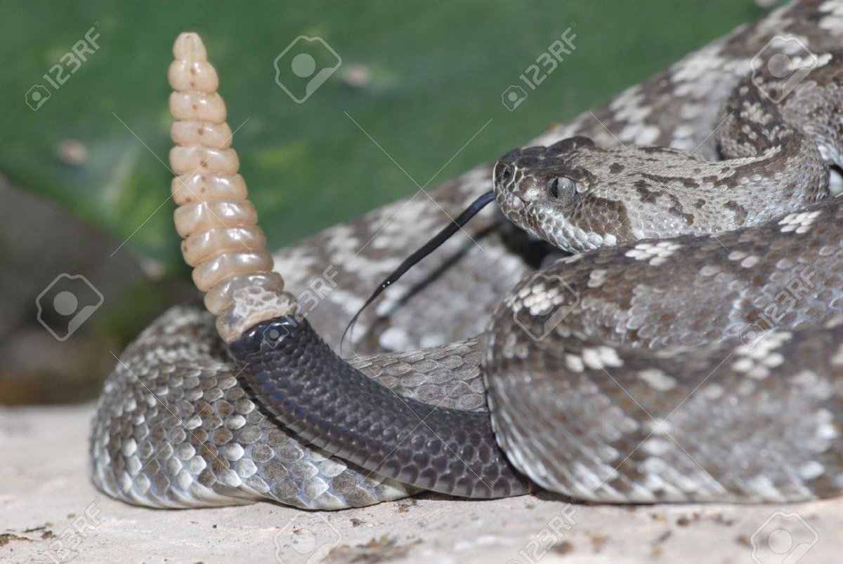 Rattlesnake хвост