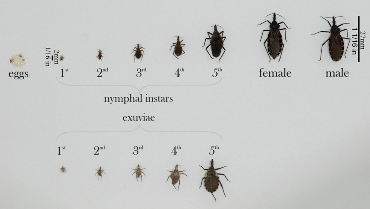 Отряд полужесткокрылые клопы