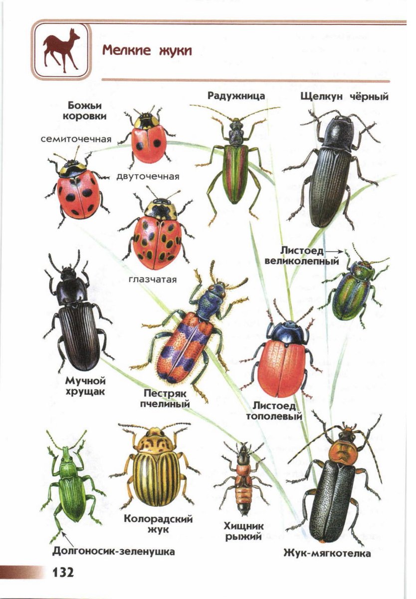 Полужесткокрылые постельный клоп
