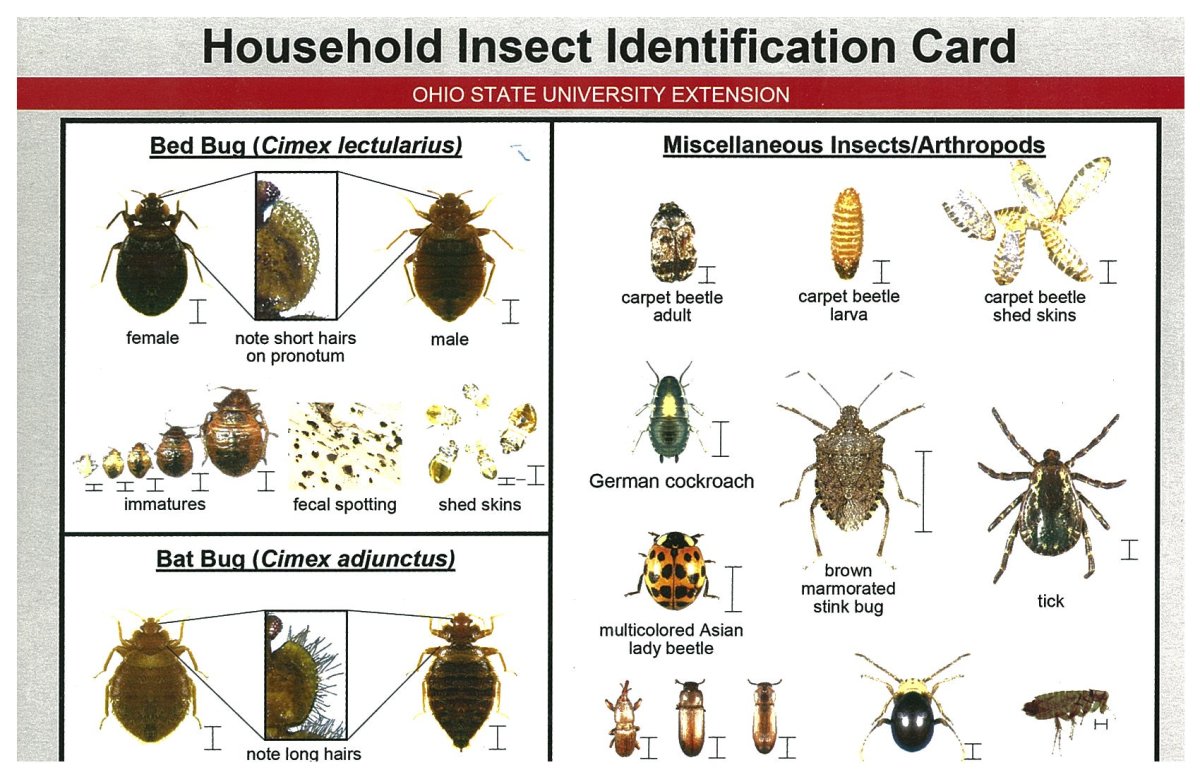 Тропические постельные клопы
