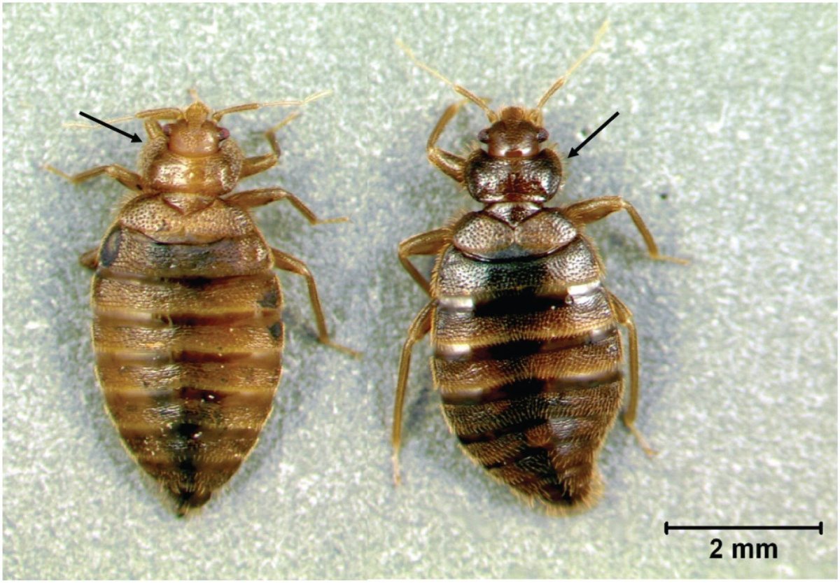 Постельный клоп среда обитания