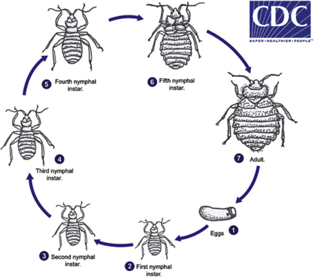 Блохи кровососущие насекомые