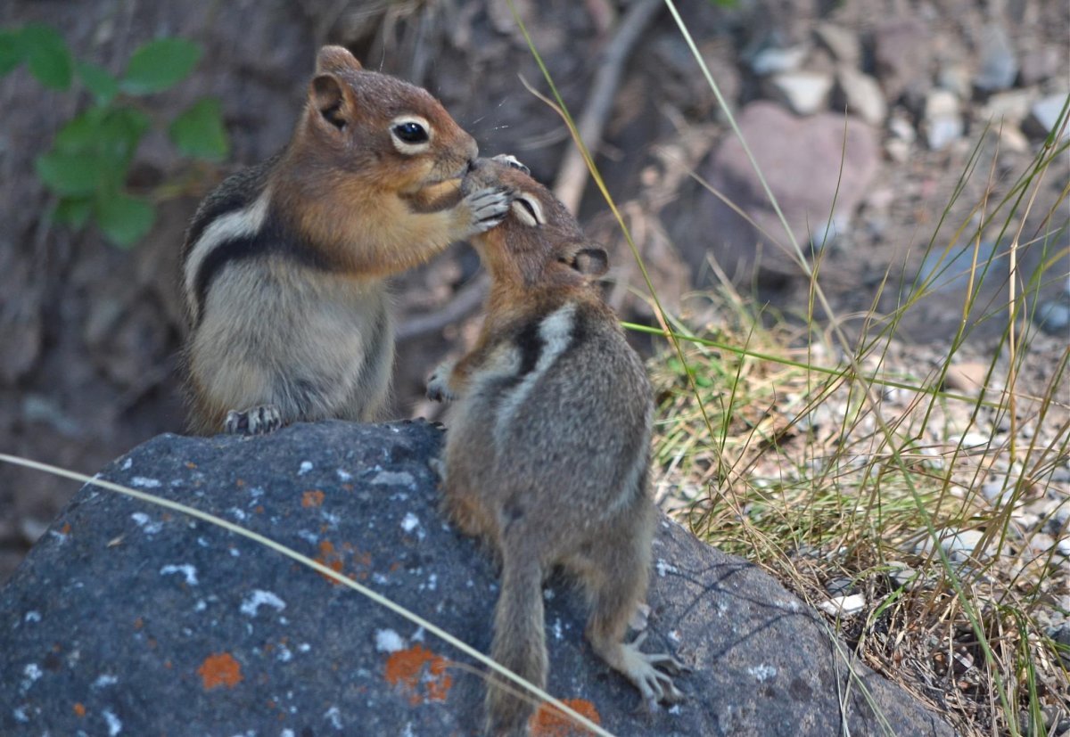 Бурундуки спариваются