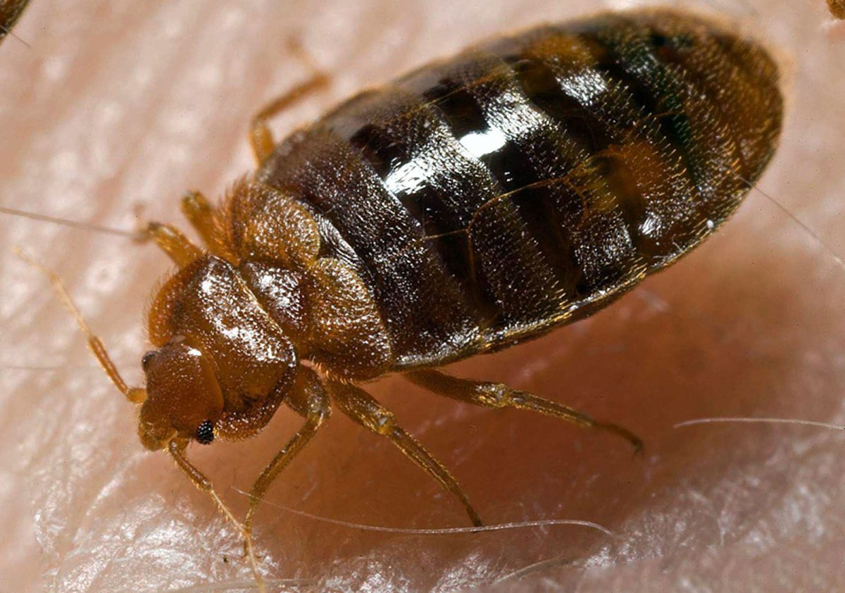 Энциклопедия Жуков с названиями