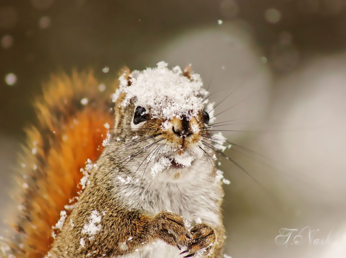 Смешная белка