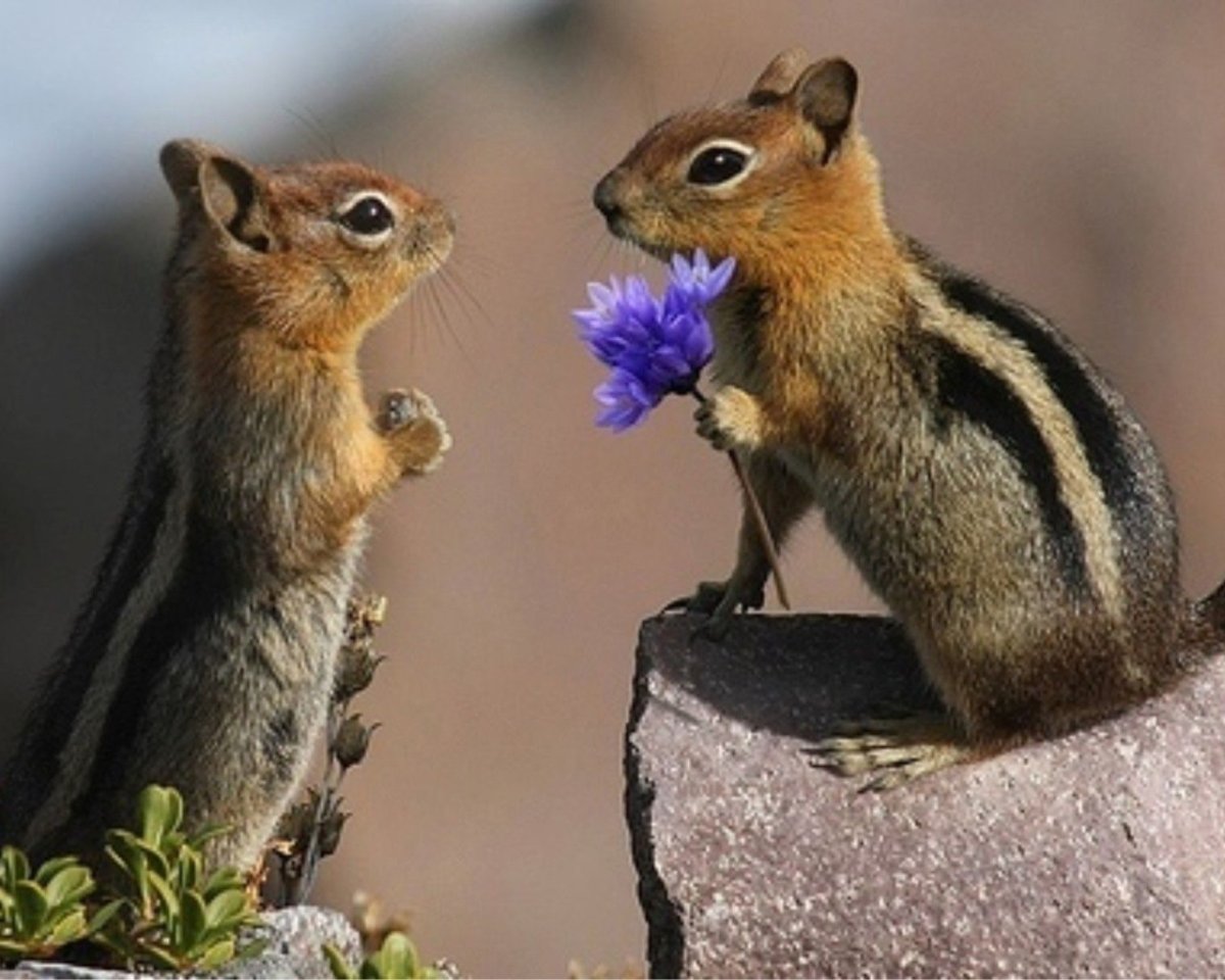 Доброе утро бурундук