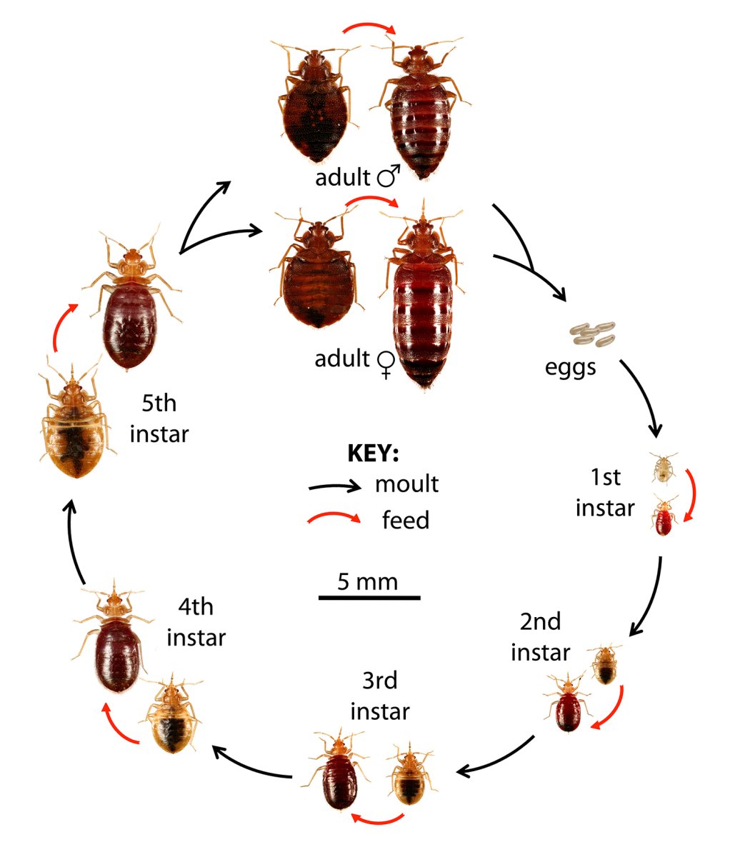 Насекомые клопы постельные