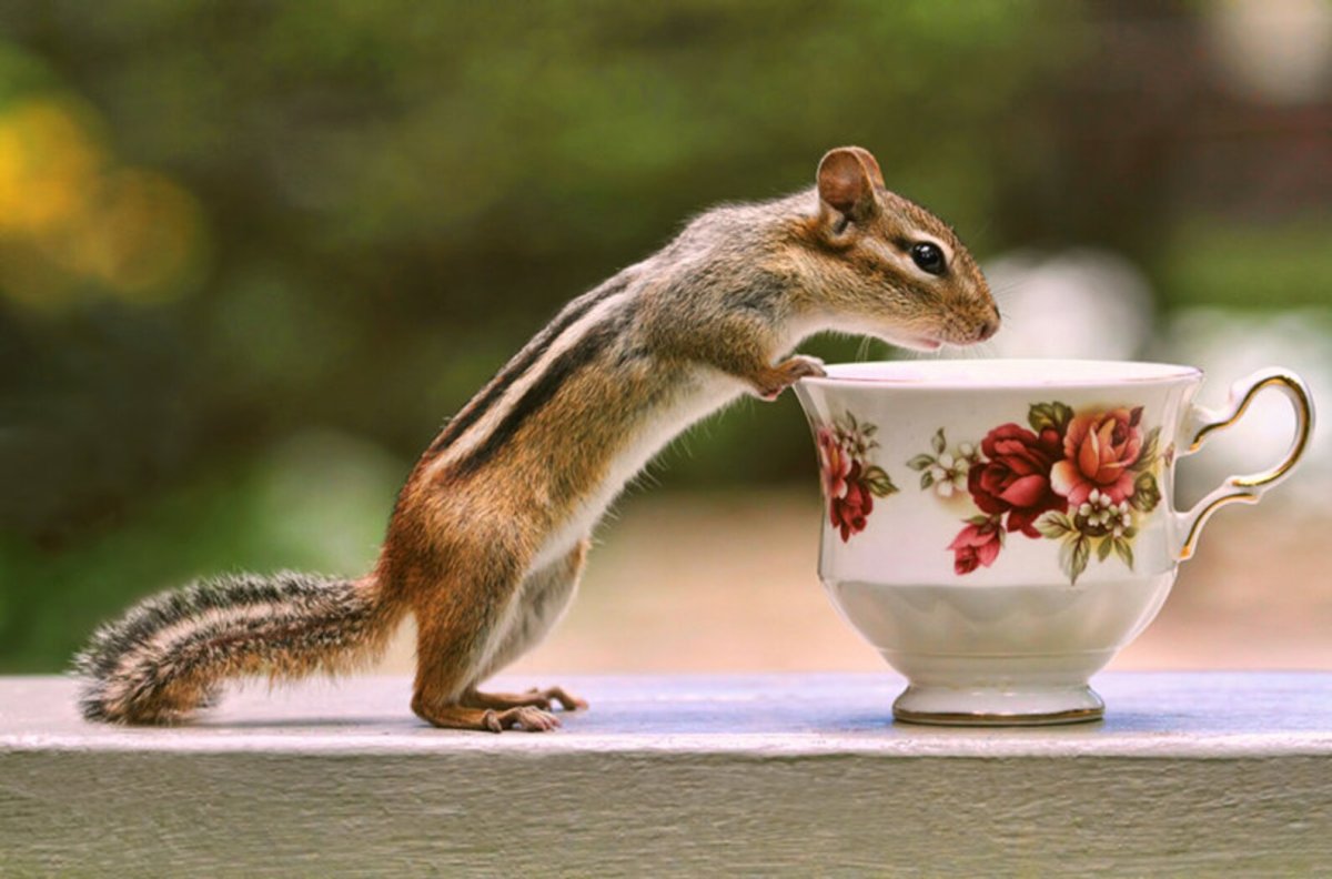 Белка с орехами за щеками