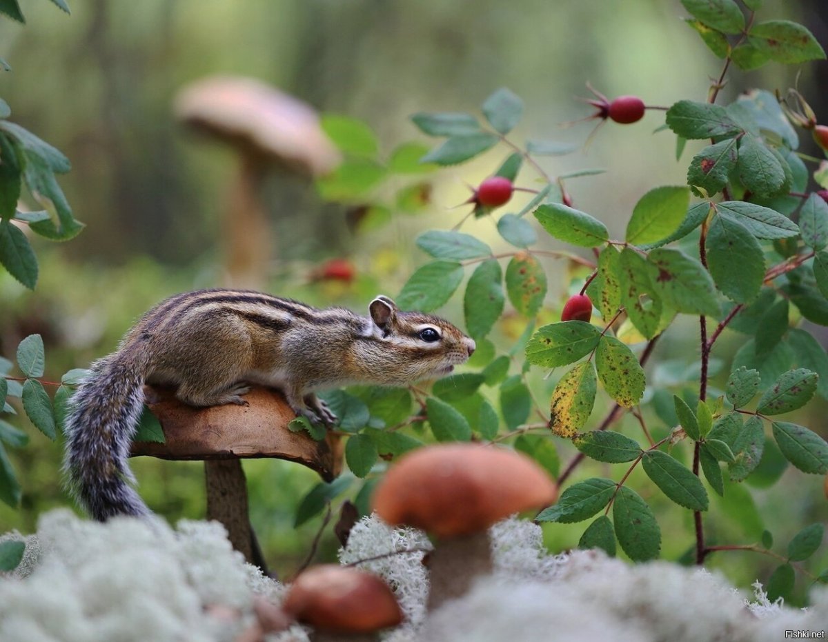 Евгения Левина бурундуки